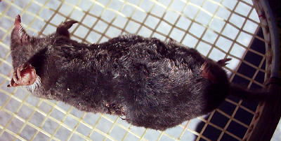 Click for close up, BACK to return